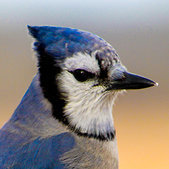 Toronto BlueJay