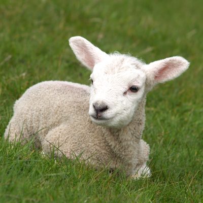 lamb
