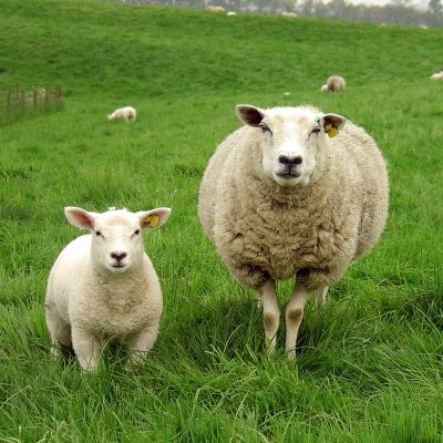 sheep of the Shepherd