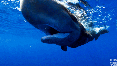 whale in the water