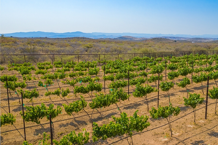 Beauty shot over the vineyards at Mogollon.