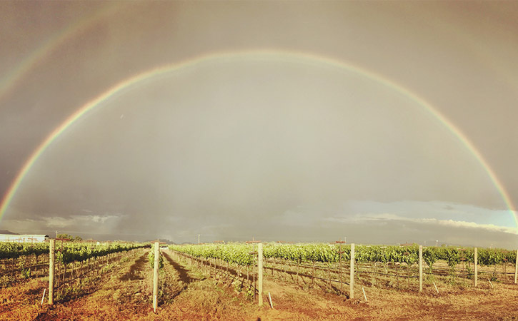 A double rainbow can be seen in the sky above a vineyard.