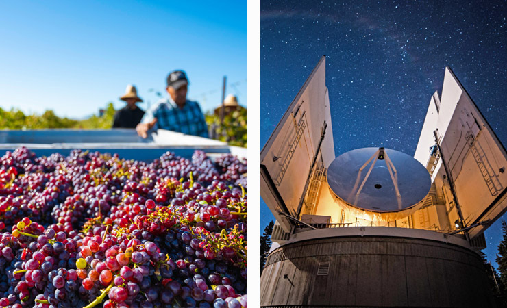 Two images - red grapes are harvested during the day and a large telescope under the stars