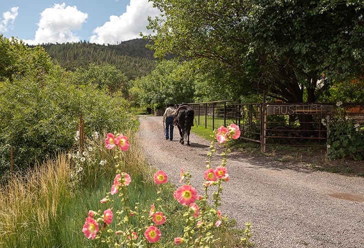 A woman walks away leading a horse down a trail at X Diamond Ranch.