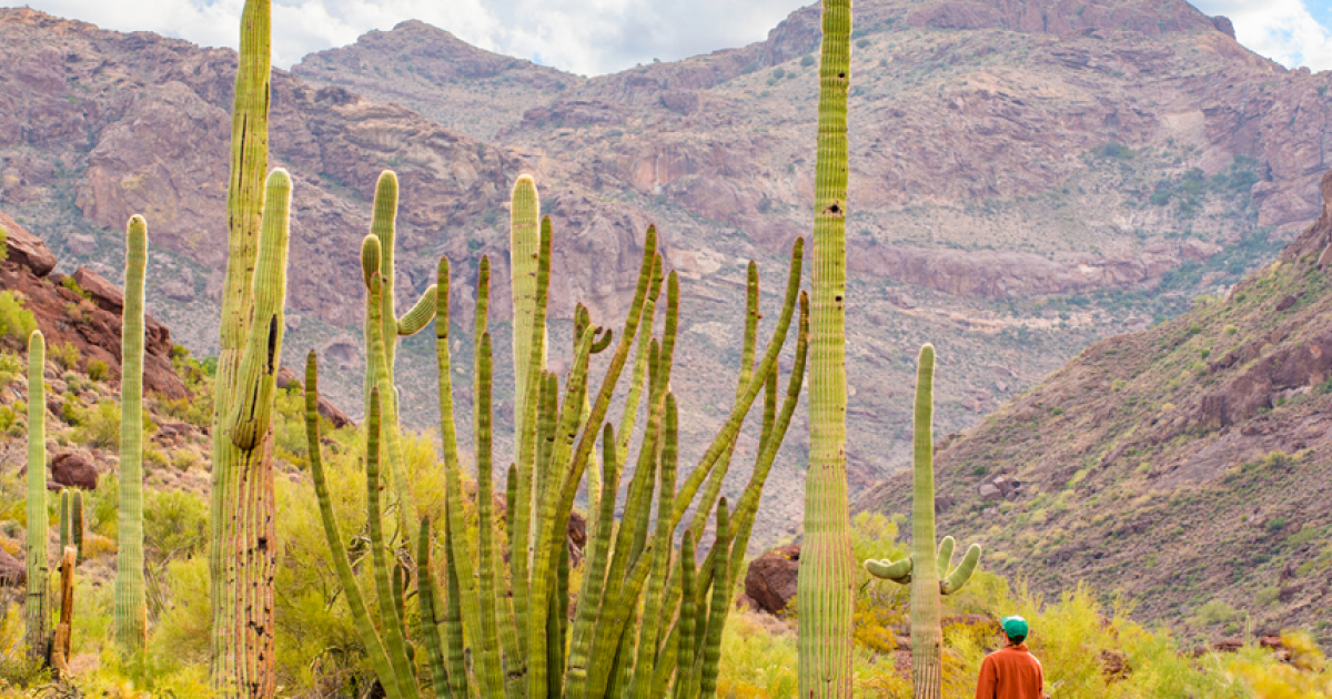 10 Fun Facts About Arizona Visit Arizona