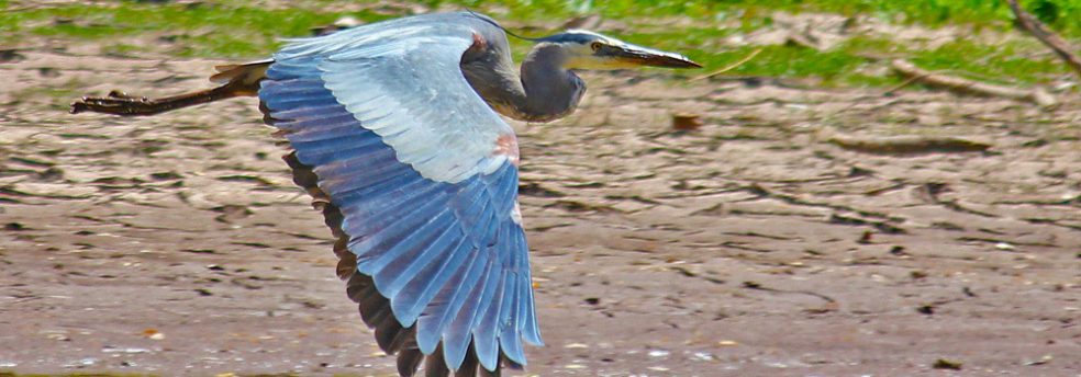 A blue heron takes flight in the Sky Islands of Arizona