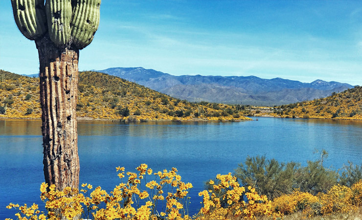 A saguaro cactus stands near a blue lake and yellow flowers