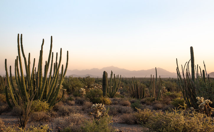 A desert scene with organ pipe cactus under a hazy blue and purple sky