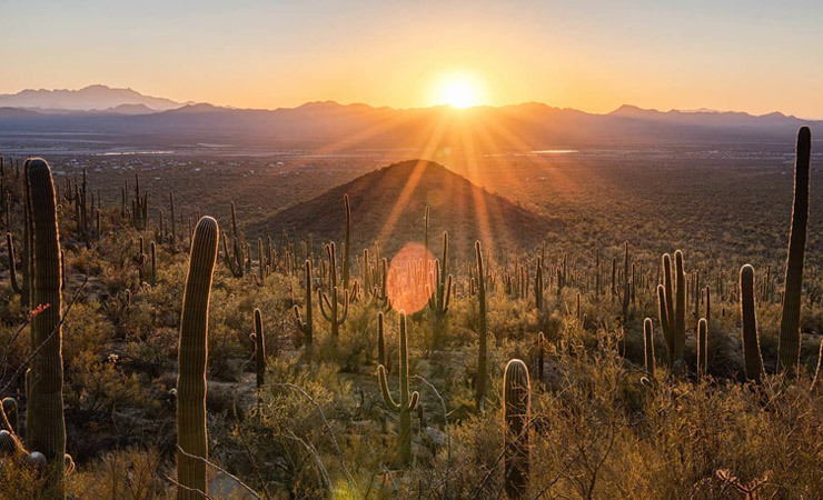 The sun sets on a mountainside covered in saguaro cacti