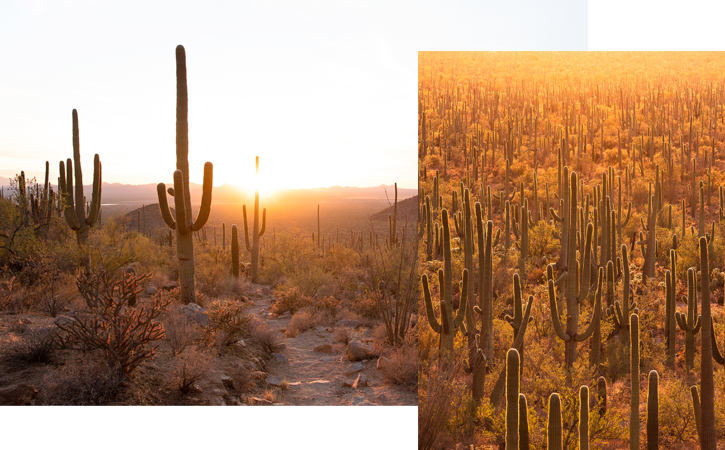 Two images, both depicting saguaro cacti at sunset