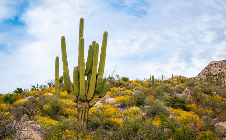 A giant, multi-armed saguaro stands tall amidst yellow wildflowers and desert plants under a cloudy blue sky.