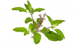 tulsi