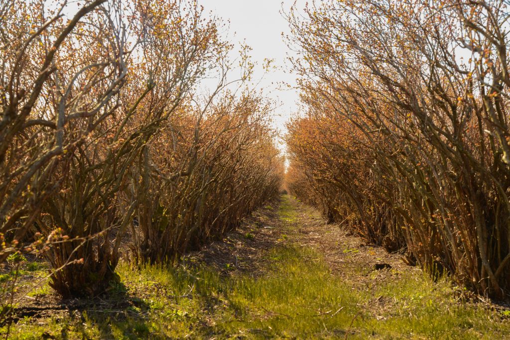 Ready for the new season, highbush blueberries in Richmond are on the verge of blooming.  Photos: Ray Hudson