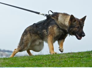 A police dog was brought in to assist with the search for the suspect.