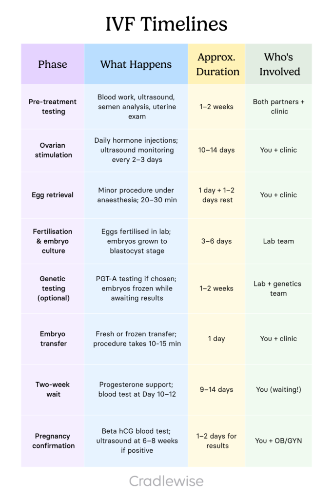 IVF Timelines table showing different phases, what happens in each phase, approx. duration and who's involved