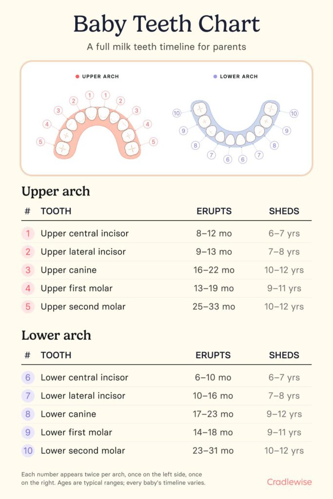 Baby teeth chart with full milk teeth schedule covering both when each tooth typically erupts and when it typically falls out.