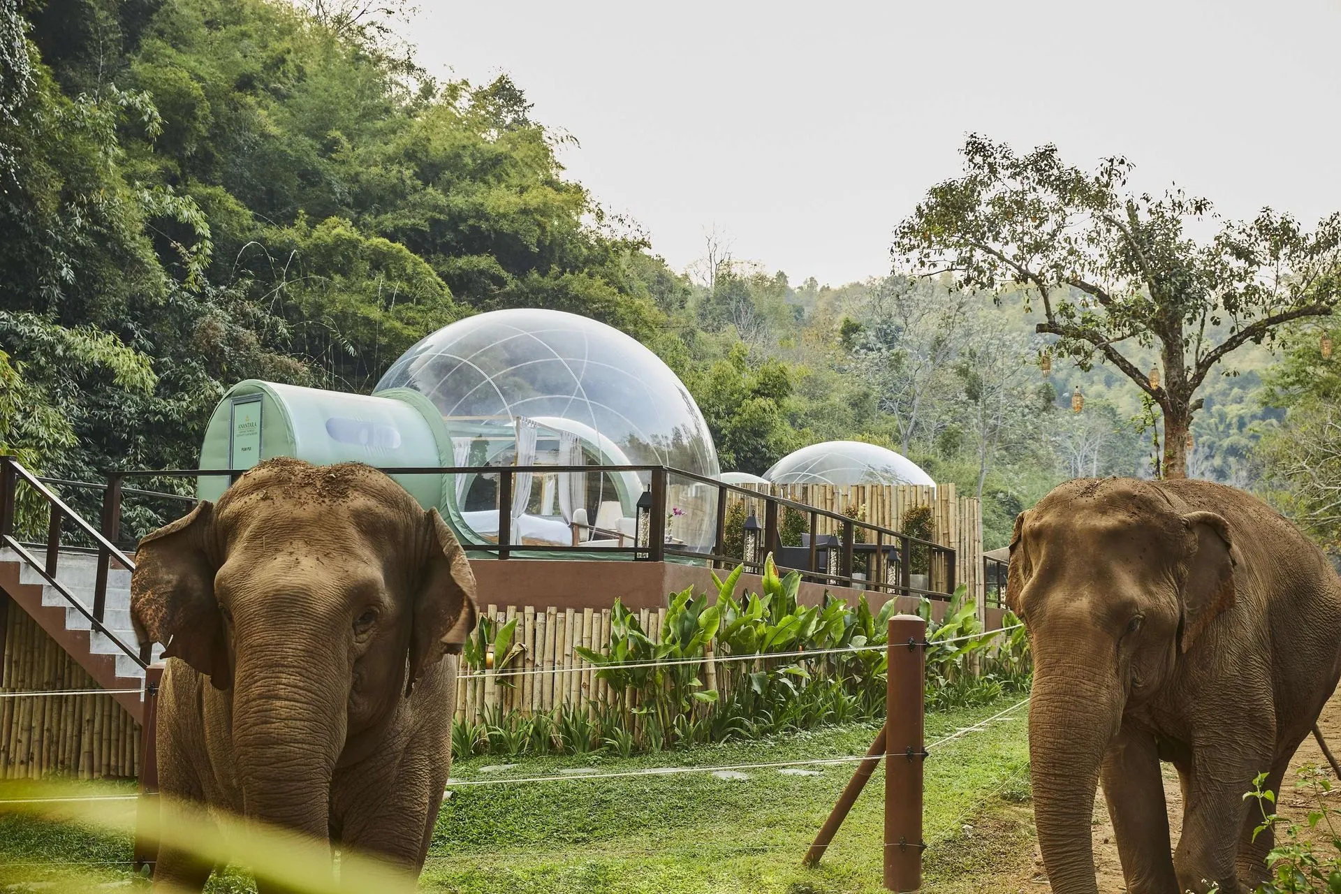 Anantara Golden Triangle Elephant Camp