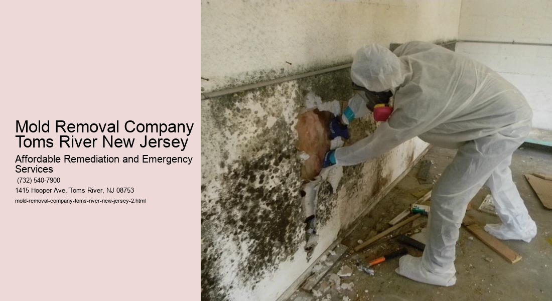 Mold Removal Company Toms River New Jersey
