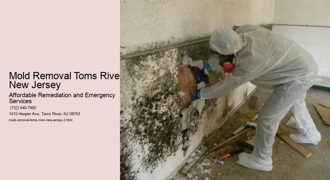 Mold Removal Toms River New Jersey