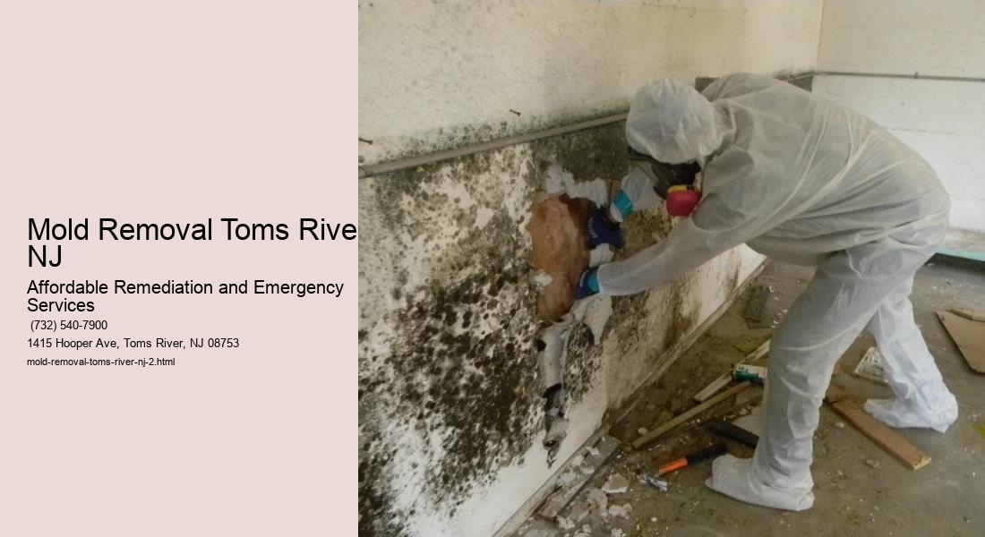 Mold Removal Toms River NJ