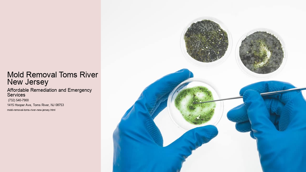 Mold Removal Toms River New Jersey