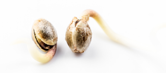 growing cannabis seeds