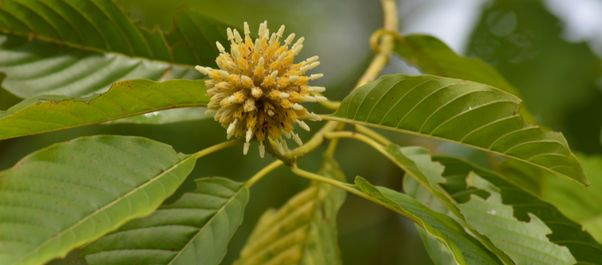 kratom leaves