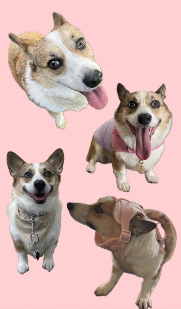 Four dogs on a pink background