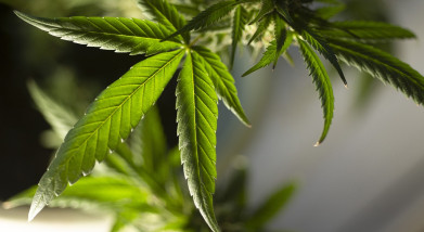 Online Courese Filter