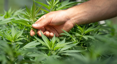 Cannabis Law Skills