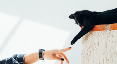 Animal Law: Theories, Situations, Pets