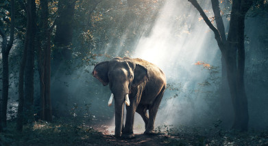 Earth Law and Animal Rights: The Evolving Global Landscape