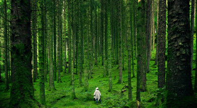 Environmental Litigation on the Rights of Nature