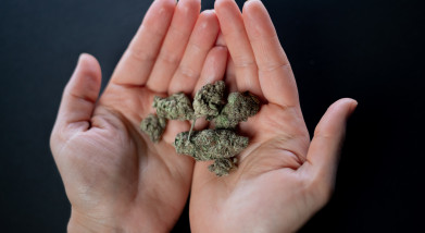 Cannabis Intellectual Property