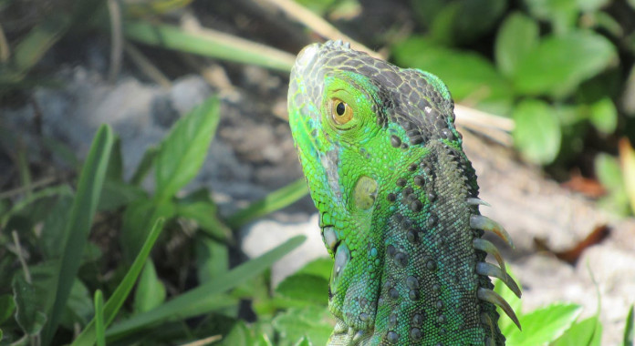 The Attack of the 500 Foot Lizard: Reptile Tactics and Opposition