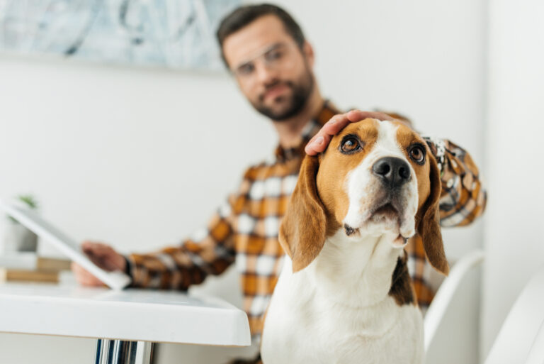 Checking For Animals After a Move-Out