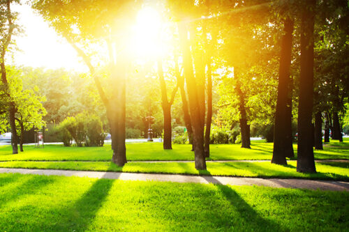 Trees sunset park mtime20160816145710focalnone