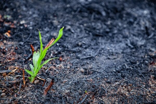 New growth emerges from wildfire ash representing hope and recovery