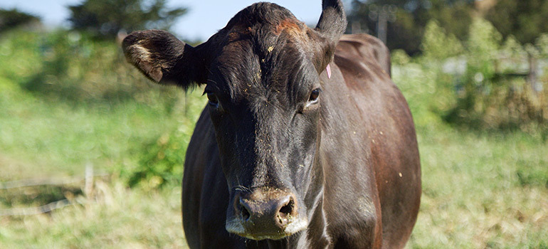 Energy-efficient, organic farming powered by cows image