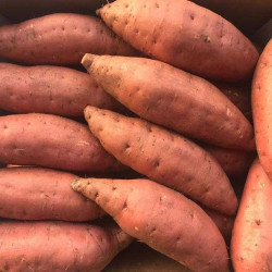 Sweet Potato Egypt 