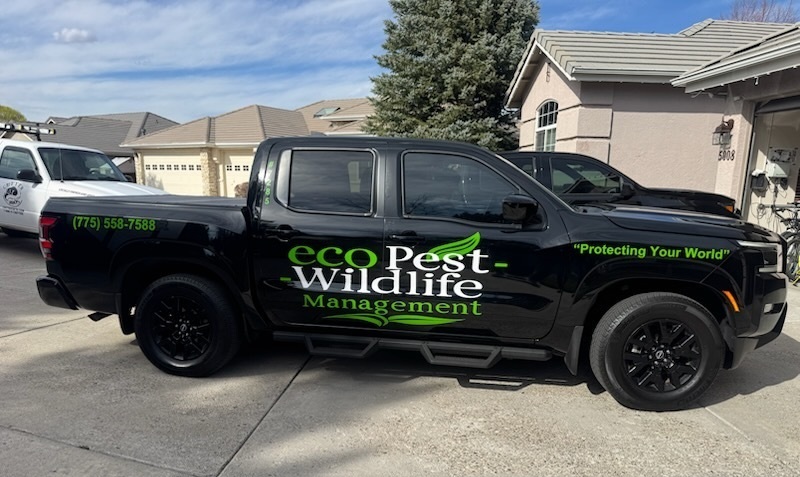 ecoPest Management - Pest control service - Reno, NV