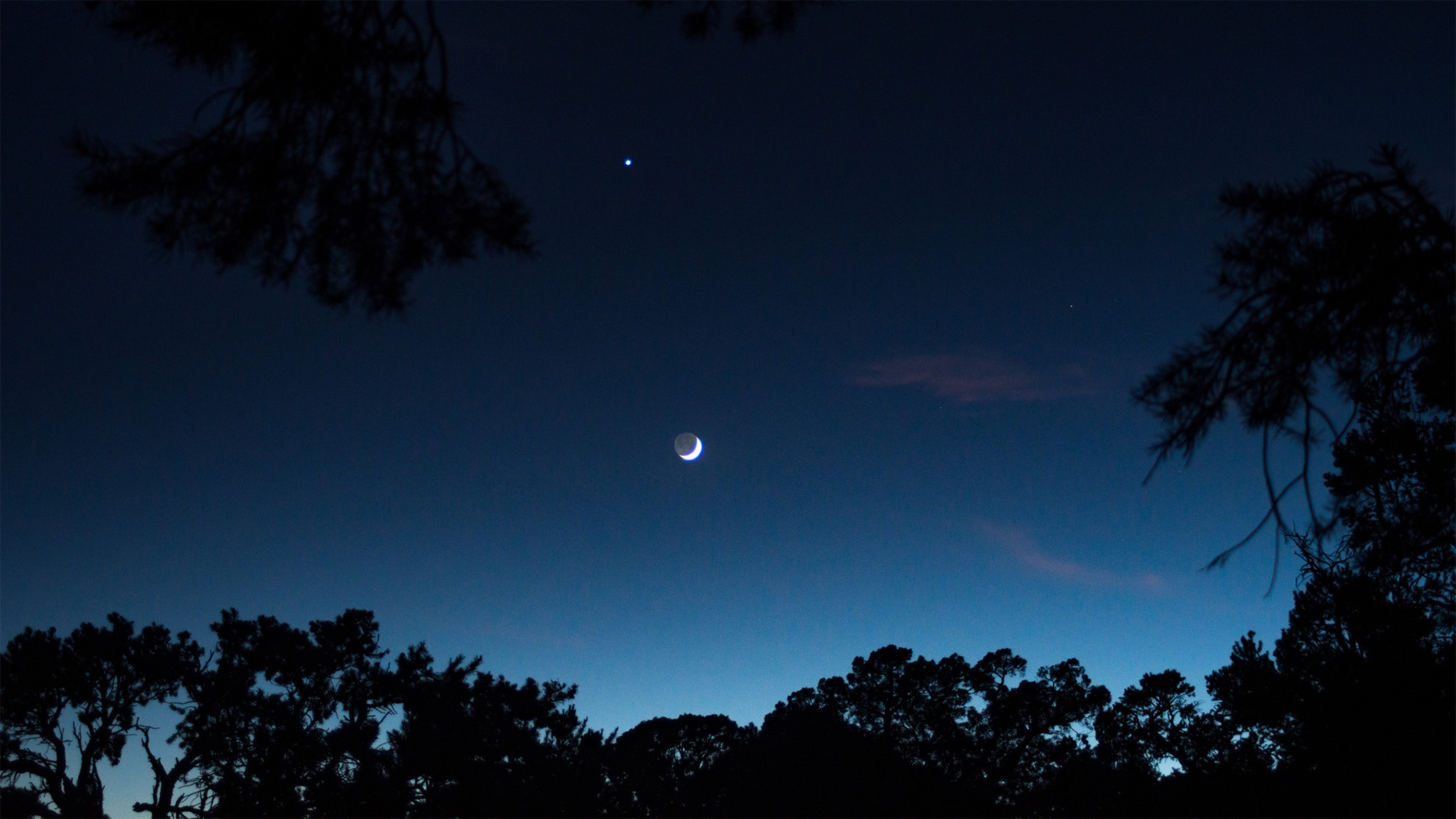 photo of the crescent moon framed by trees