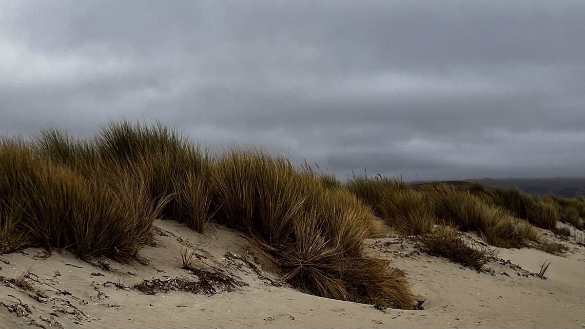Beach grass and dunes