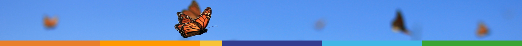 Butterfly and Color Strip Banner_1700x150