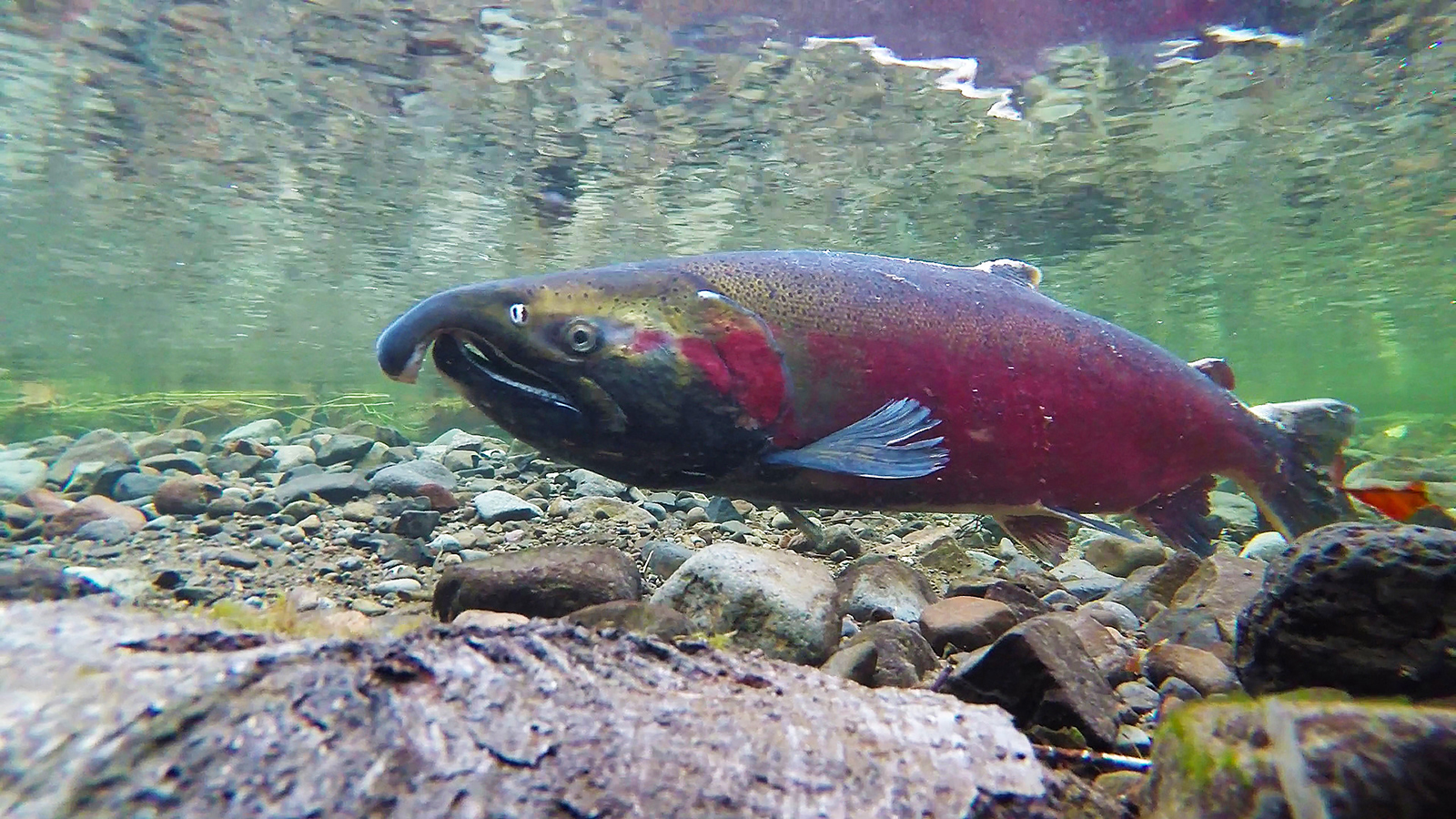 Spawning coho salmon