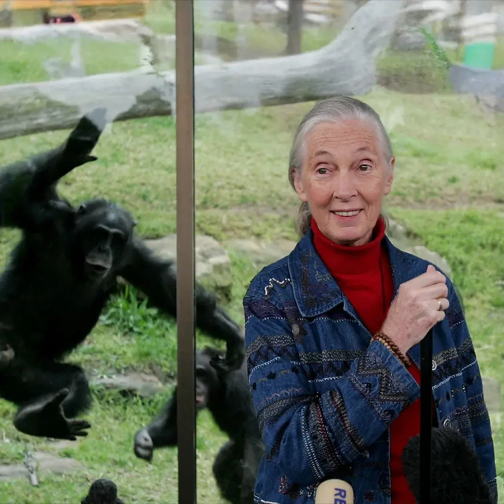 Portrait of Jane Goodall