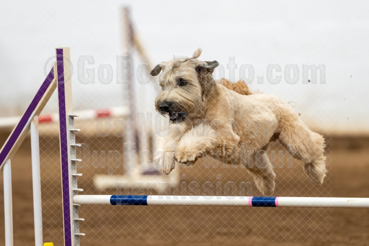August 22-24 Agility - WestWorld, Scottsdale, AZ