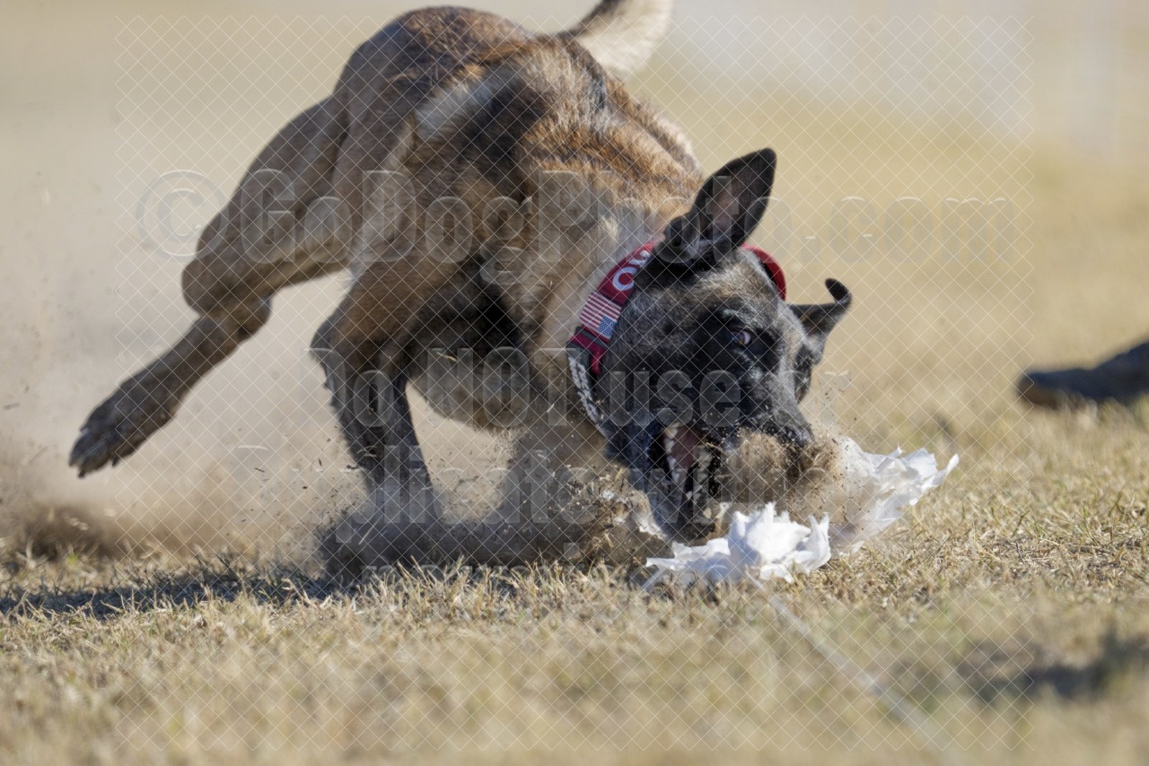 December 19, 20, 21 French Bulldog/Flagstaff Kennel Club FastCAT