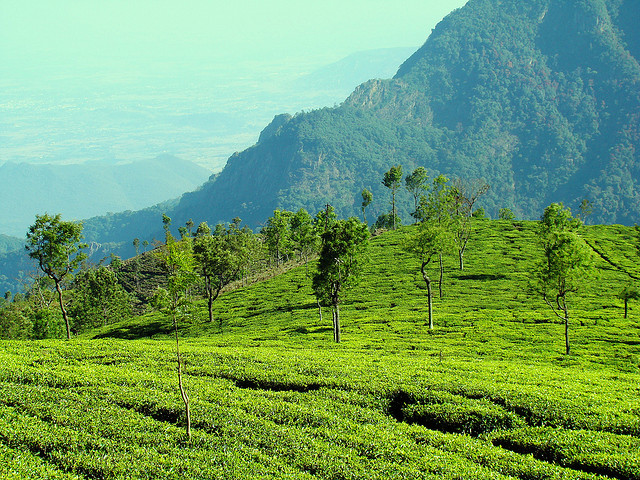 Ooty | Udhagamandalam | Hill stations in Tamil Nadu