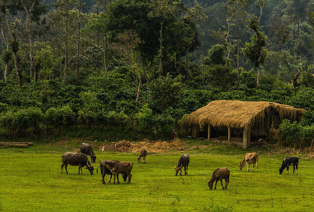 Greener Pastures: A cow shelter in Coorg Source: Flickr